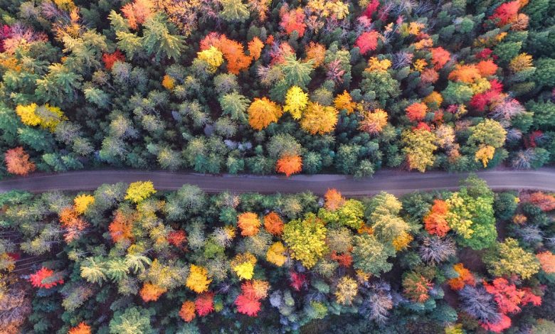 Above view of a colorful forest