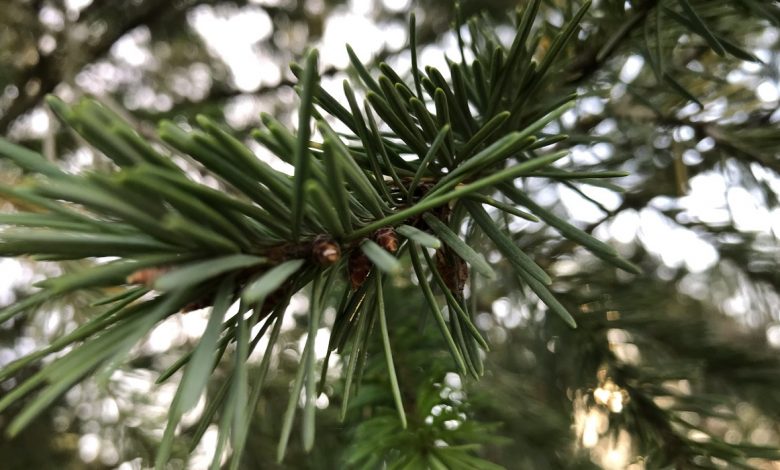 Pine Branches Image